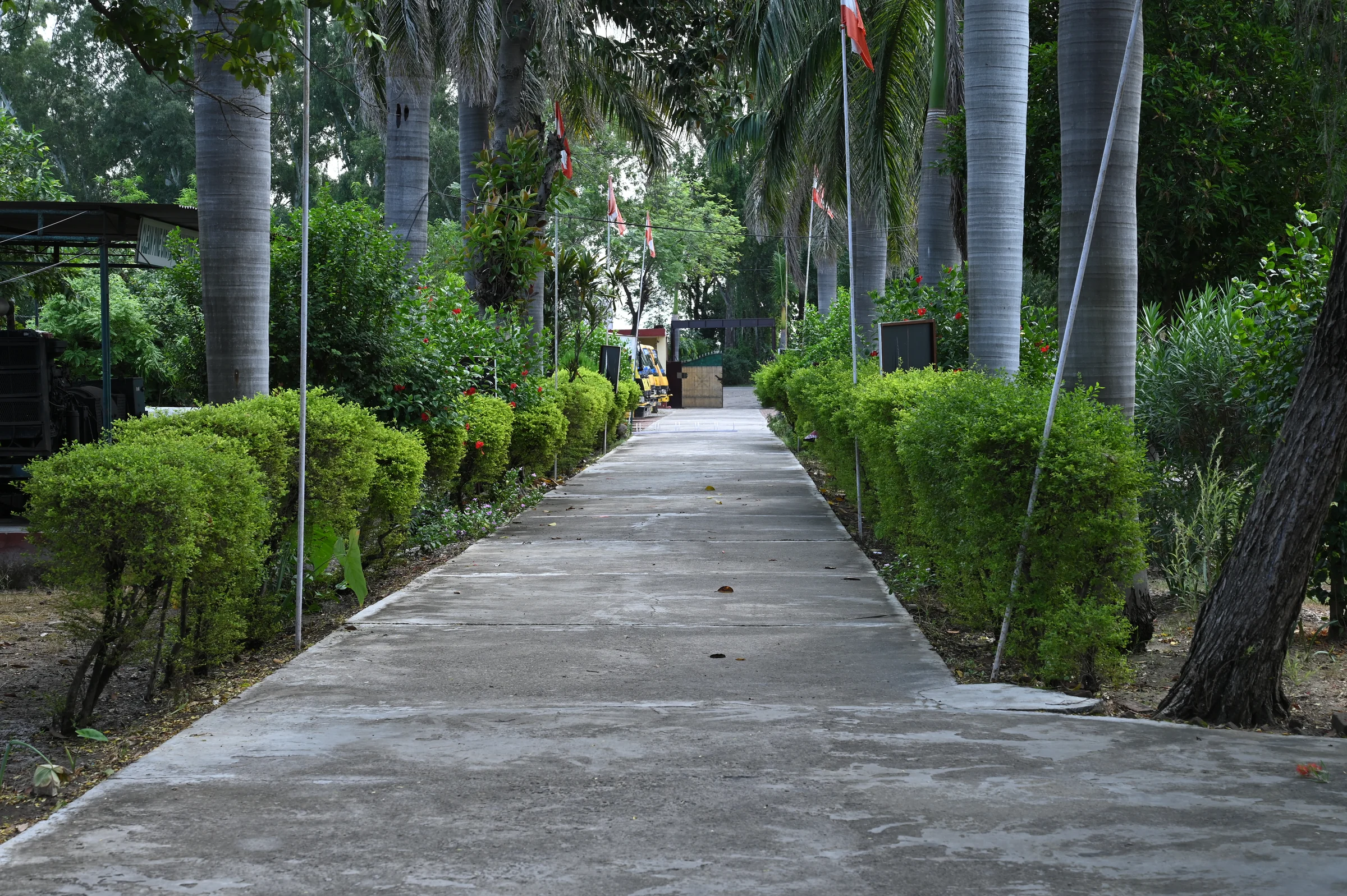 The tree-lined pedestrian approach through the grounds of Pine Grove Public School, Bassi Pathana.